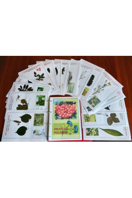 Гербарій «Дикорослі рослини» 10 зразків